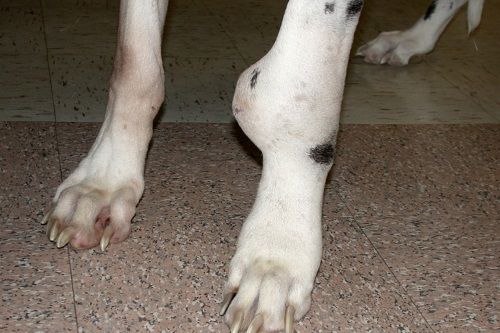 강아지 뼈에 생기는 악성 종양들 중 가장 흔한 것이 바로 골육종(Osteosarcoma)이다.
