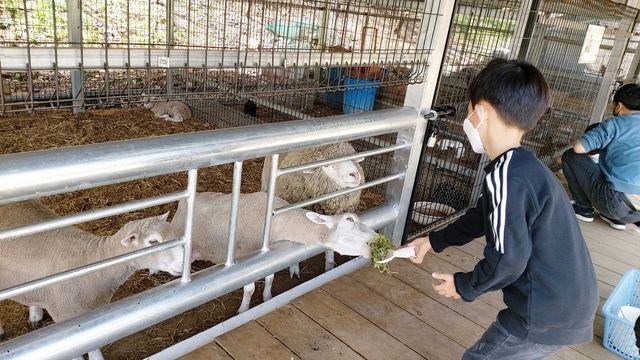 출처 수안보 곤충박물관