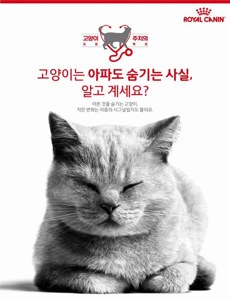 로얄캐닌의 2021년 고양이 주치의 프로젝트. 자료사진=로얄캐닌코리아.